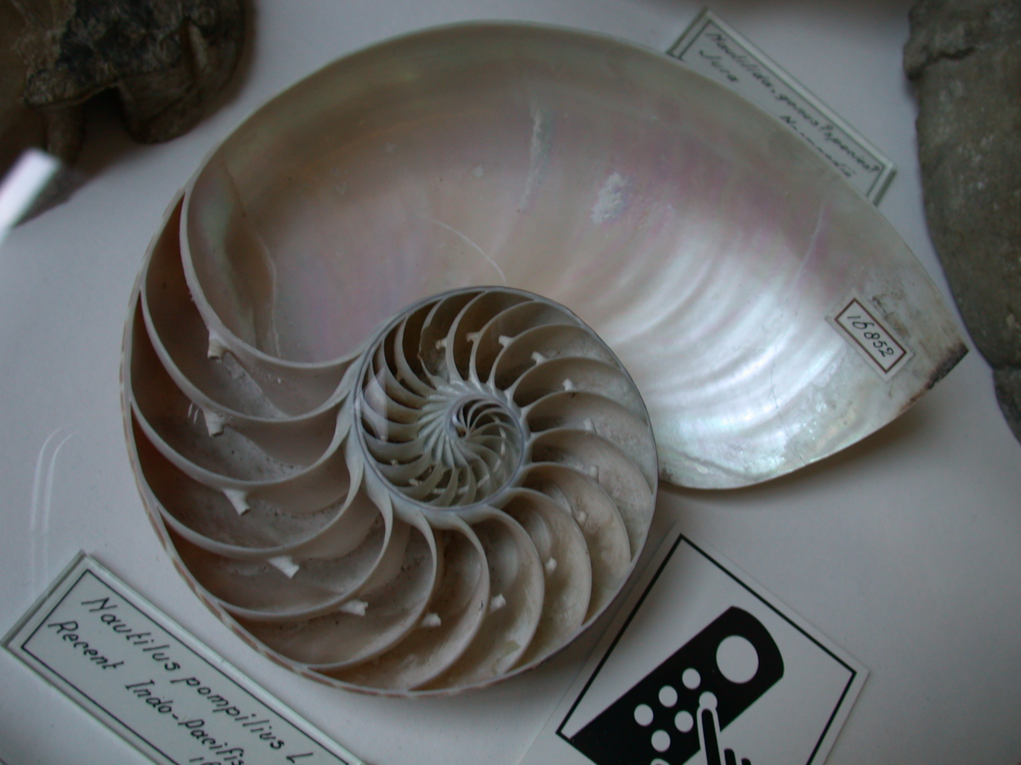 Image*After photos shell seashell pearl fossil prehistoric giant shiny round circle circular