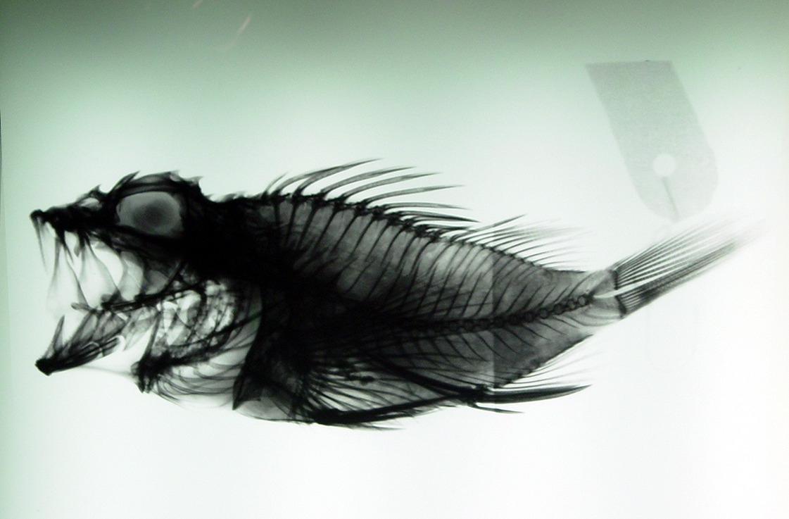 Image*After images pavel xray xray rontgen fish fishbone bones bone