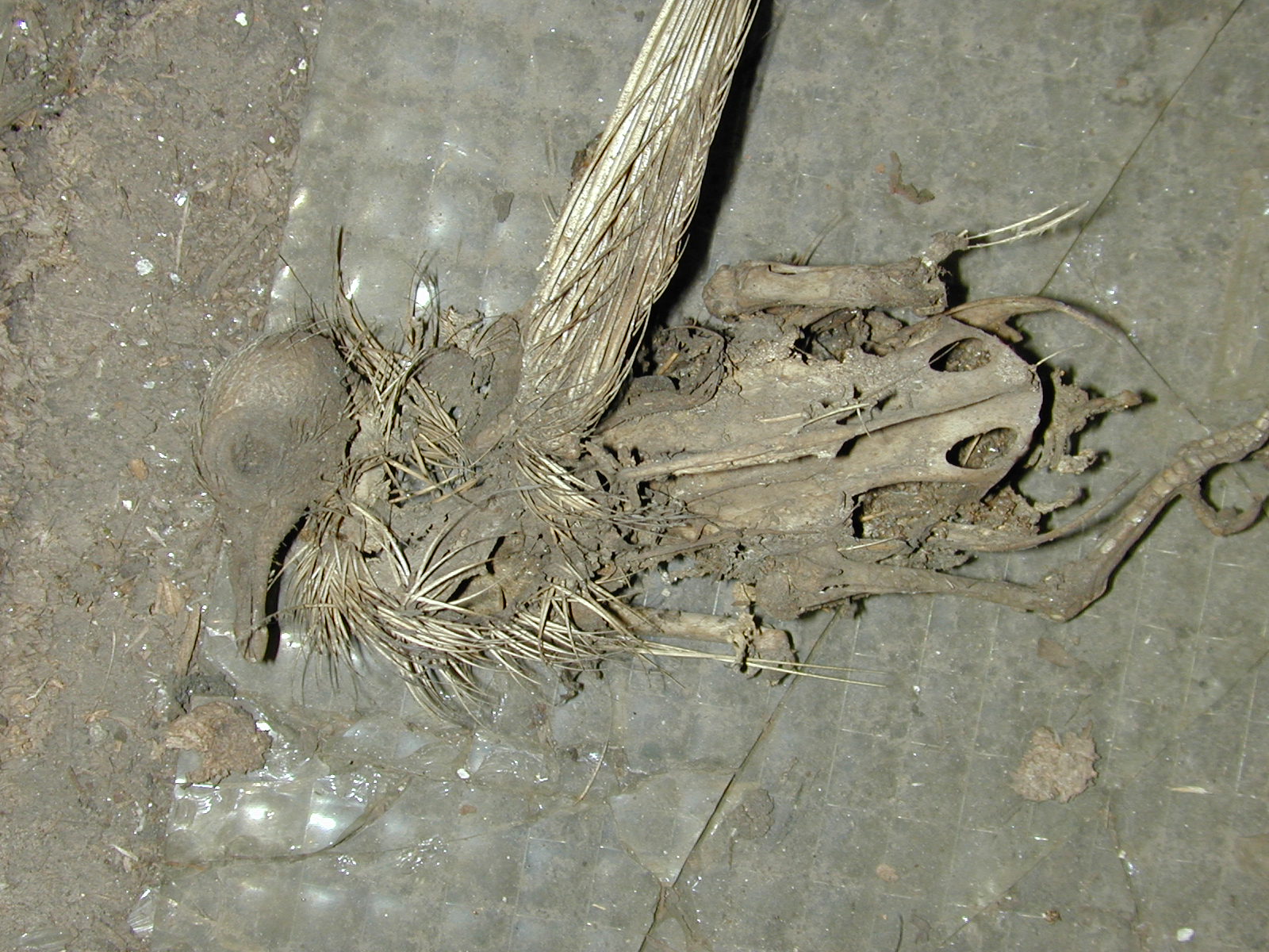 Image*After photos nature extincted dead decay skelleton bird