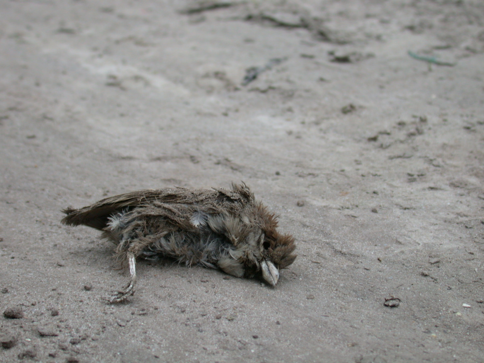Image*After photos dead bird deceased exbudgie feather feathers