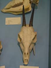 pavel skull deer nature extincted animal front
