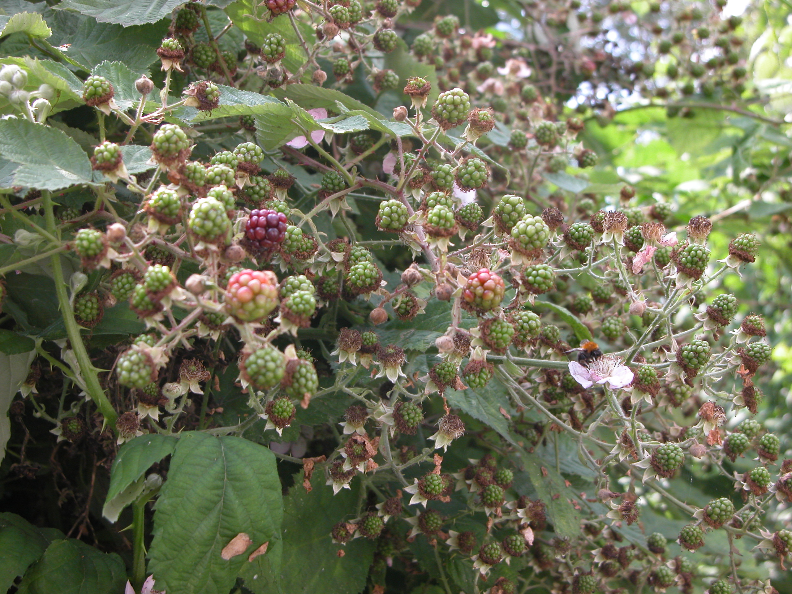 Image*After photos bramble brambles fruit thorny thorns green ripe