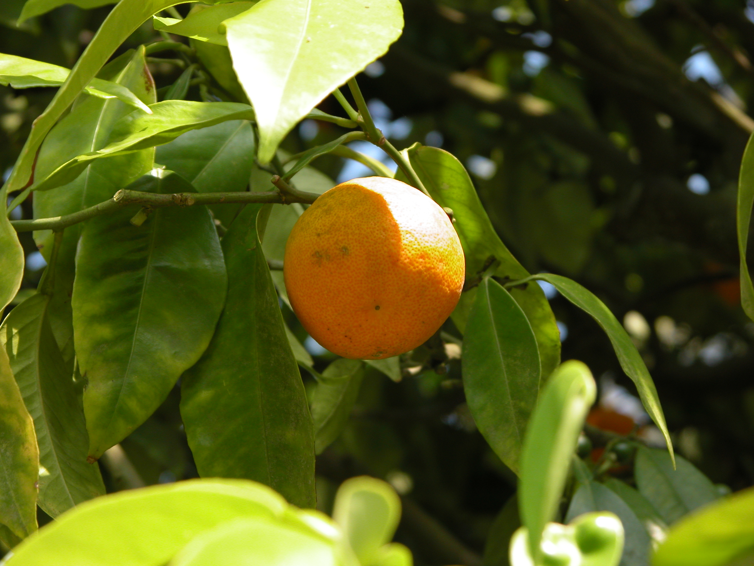 Image*After images orange on tree fruit leaves