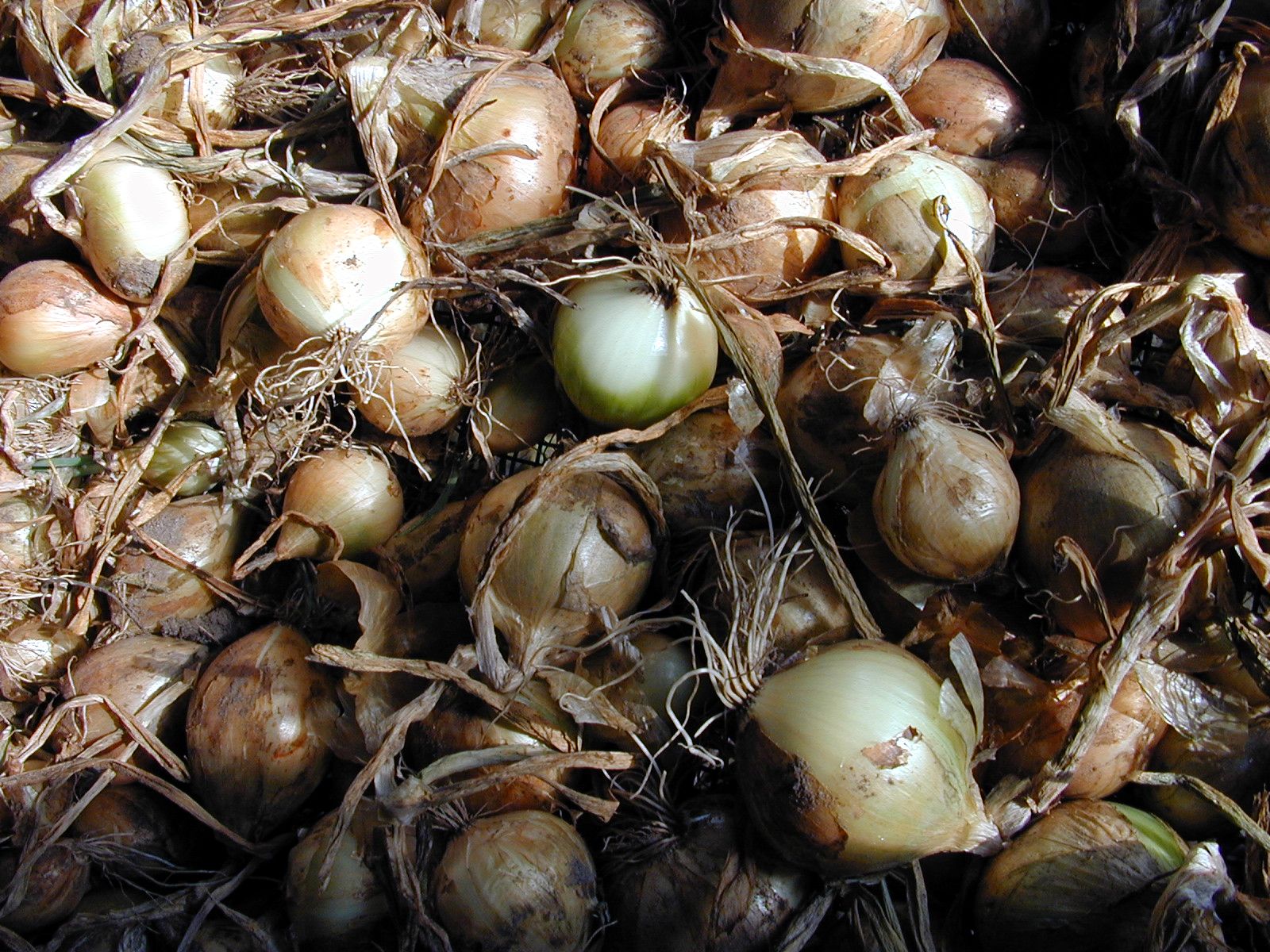 Image*After photos onion food pile drying dry bulb flowerbulb