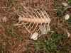 fish bones skeleton food