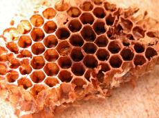 nature food insects objects honeycomb comb rate grid texture octagon octagonal bee bees honeybees honey pattern