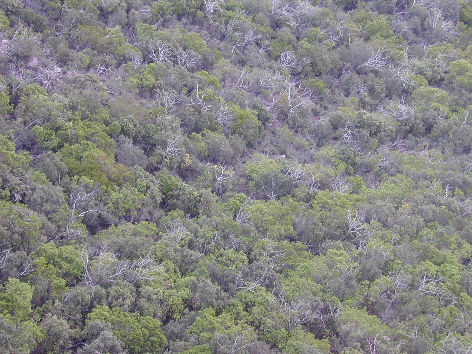 Image*After images nature landscapes trees texture treetop treetops