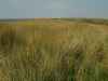 maartent field fields dune dunes grass sea hills rolling