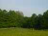 paul meadow green grass tree trees animals cow cows cattle