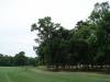 sallie_richardson golf green greens golfcart trees fairway resort