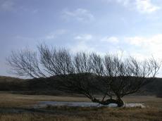 nature landscapes tree dunescape lake silhouette