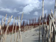 beach dunes wicker bamboo twigs sand rolling hills