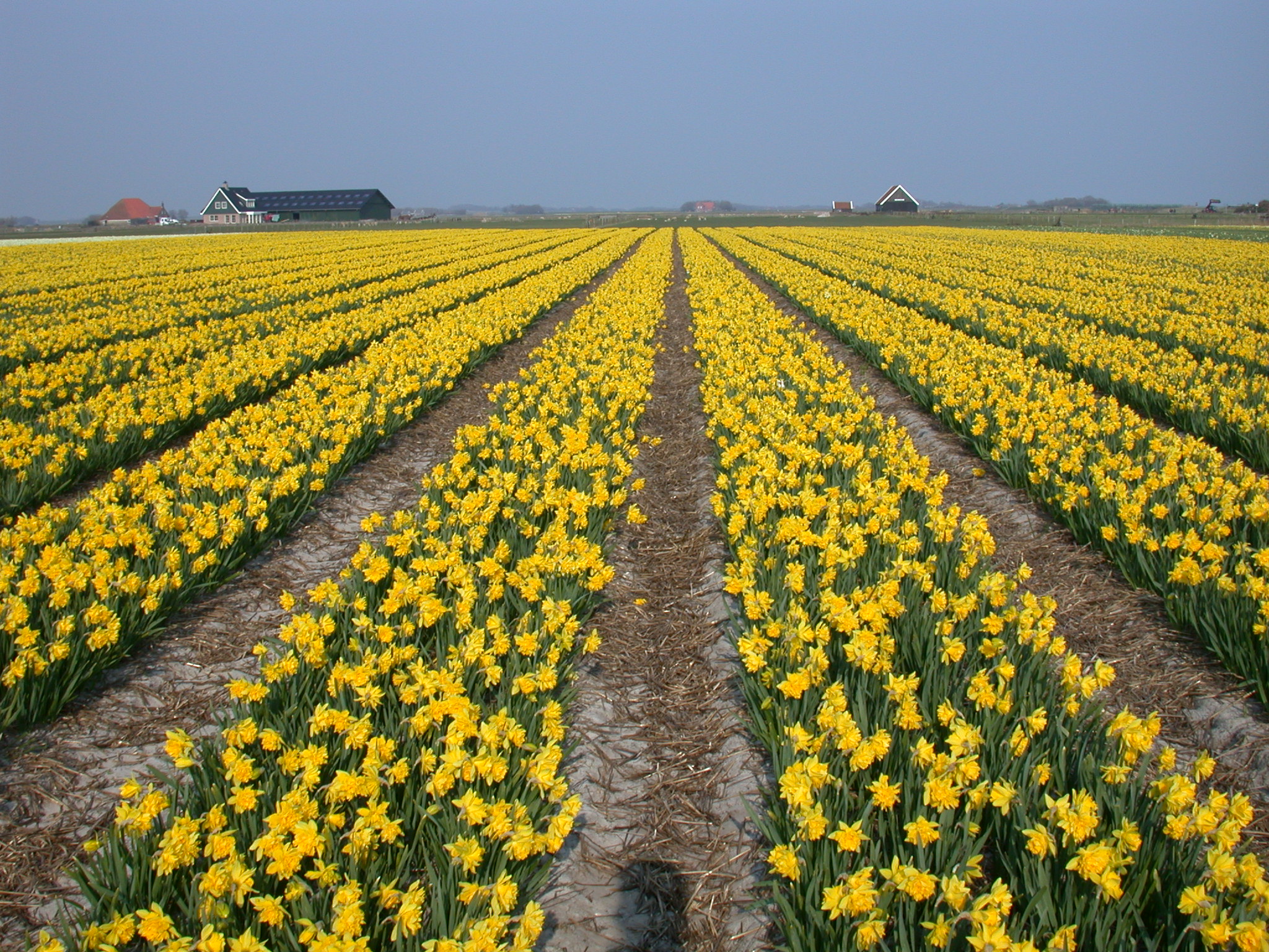 Image*After images nature plants landscape flowerfield flowers