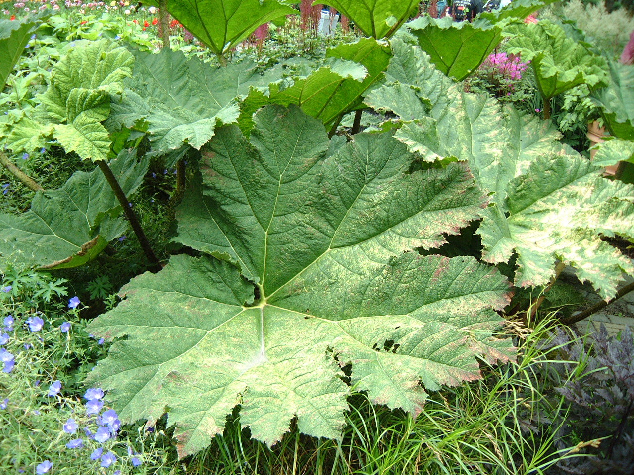 Image*After images maartent plant leaf huge big green
