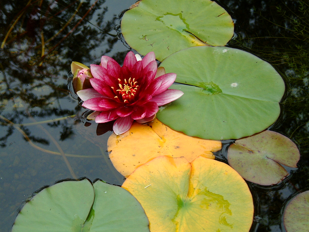 image-after-images-maartent-water-lily-flower-lily-pads-lilypads