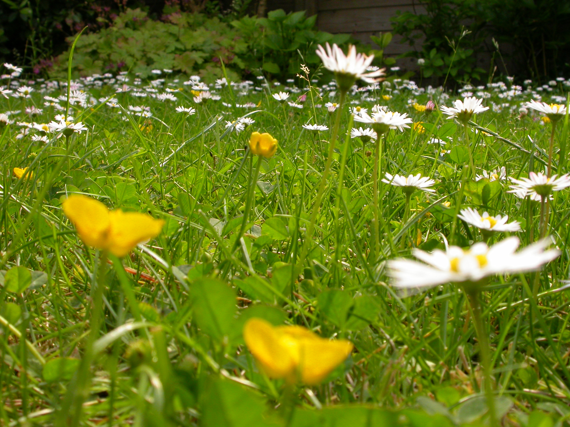 Image*After photos paul flowers daisies grass meadow field