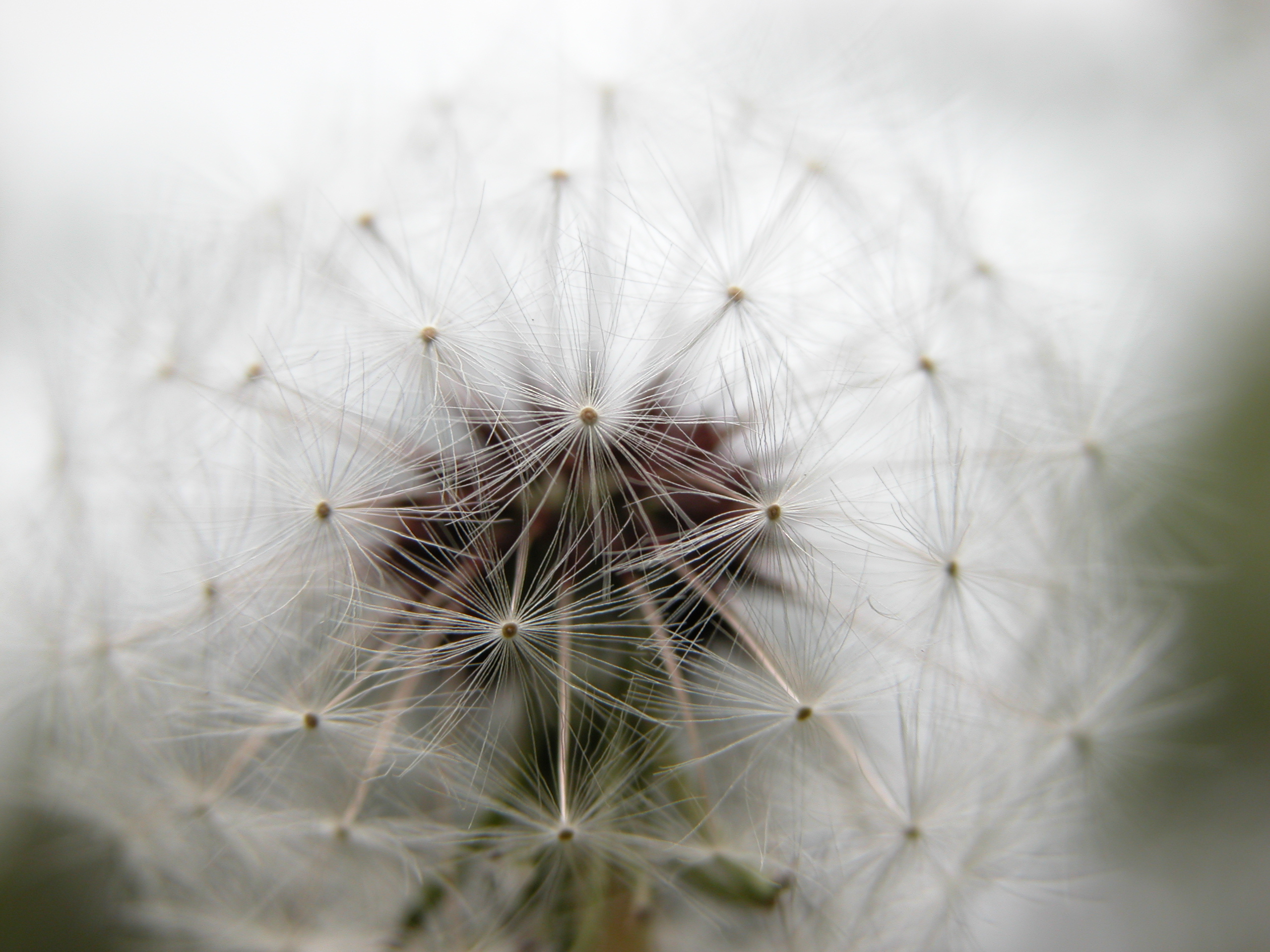 Image*After images nature plants flower seed chute chutes dandelion