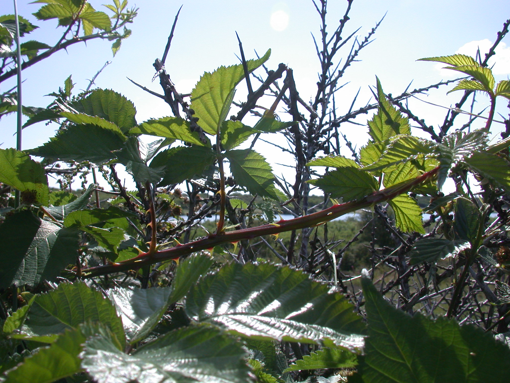 thorny plant shrubs bushes