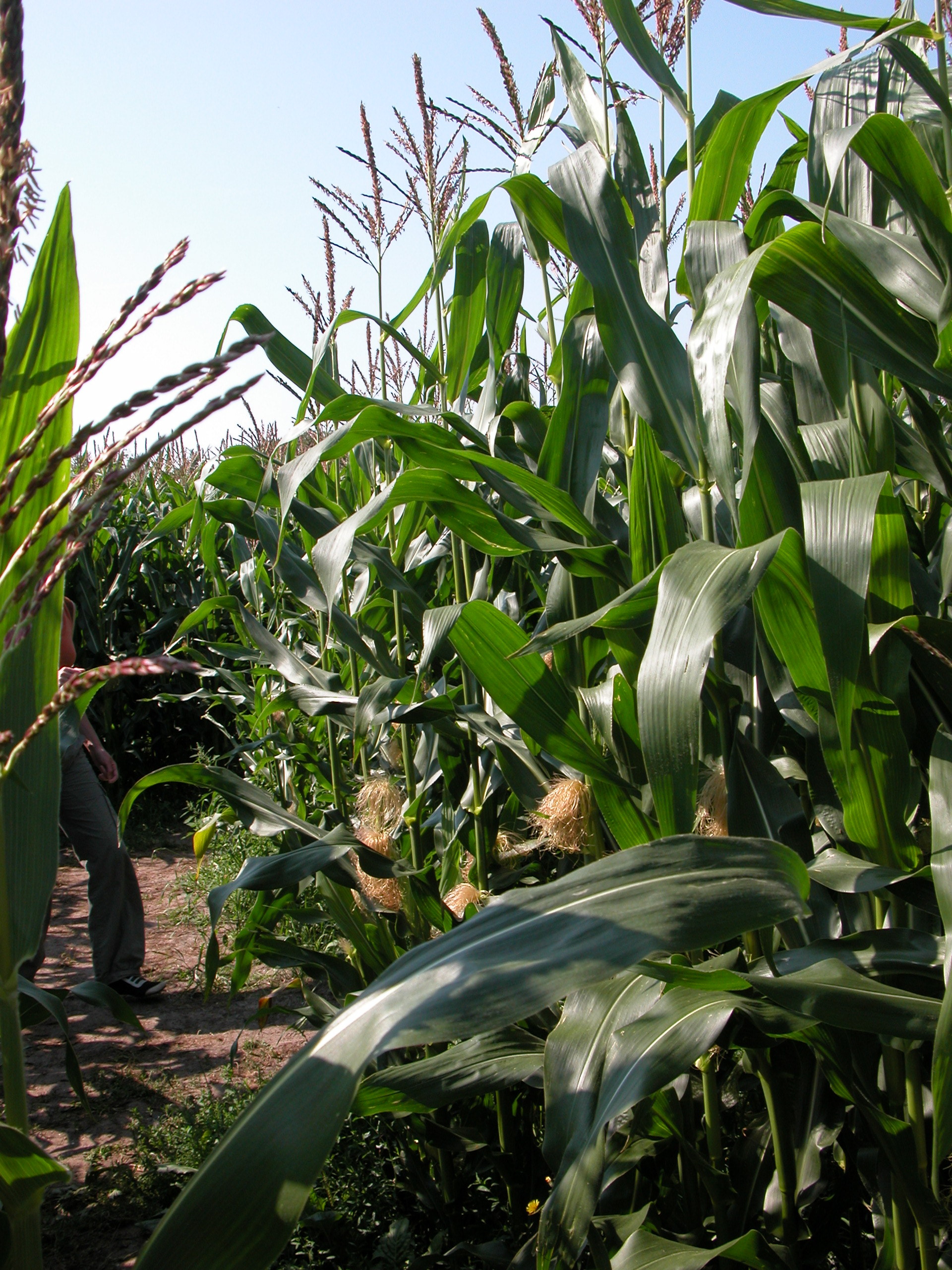 Image*After images nature plants corn crops leafs