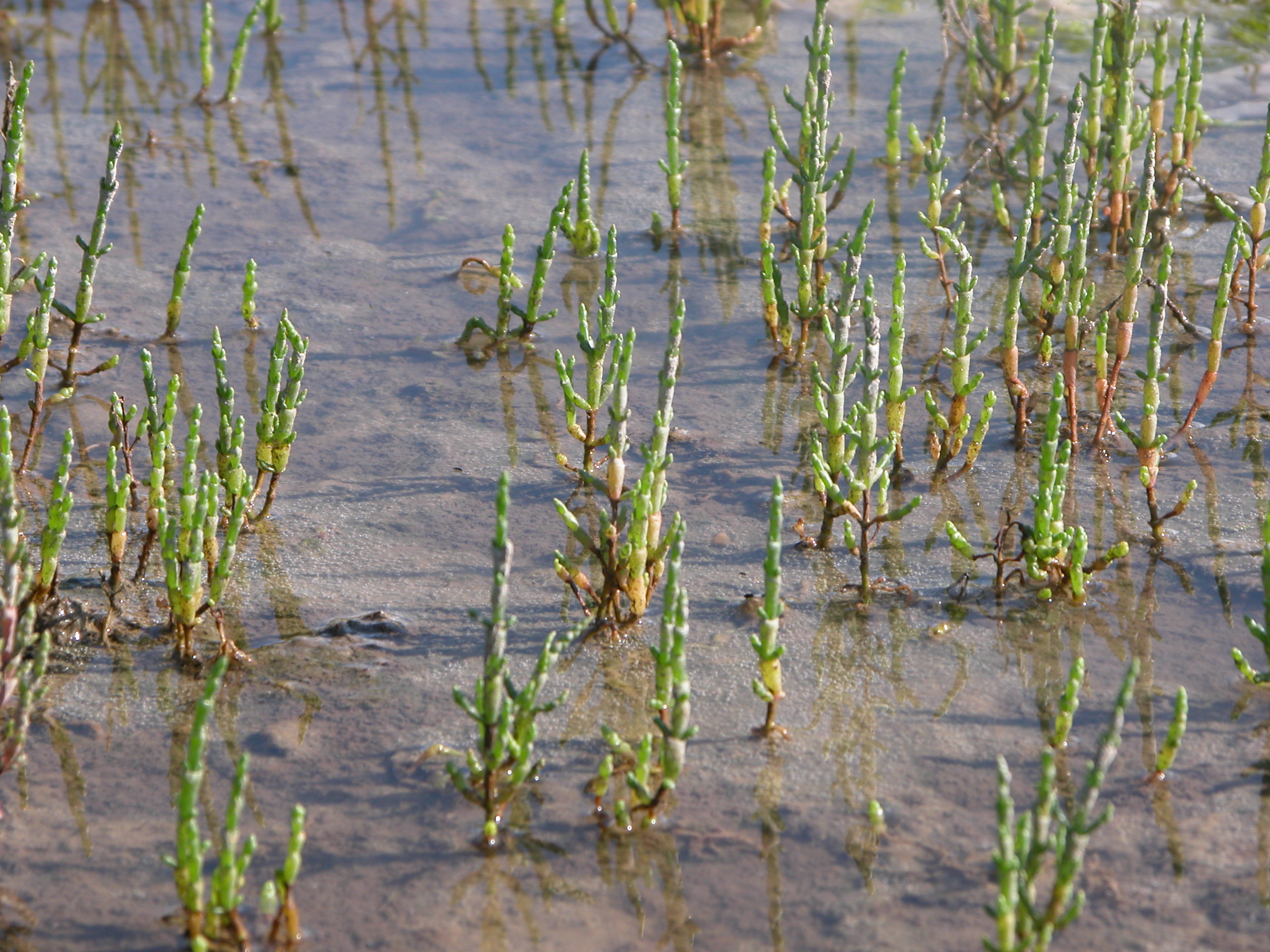 Image*After images nature plants saltwaterplants saltwater