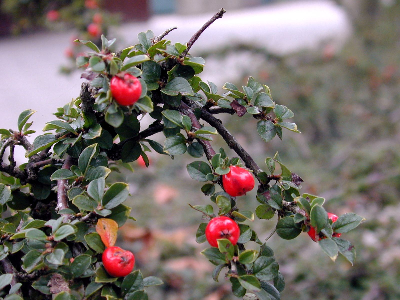 Image*After images berry berries orange bush shrubbery