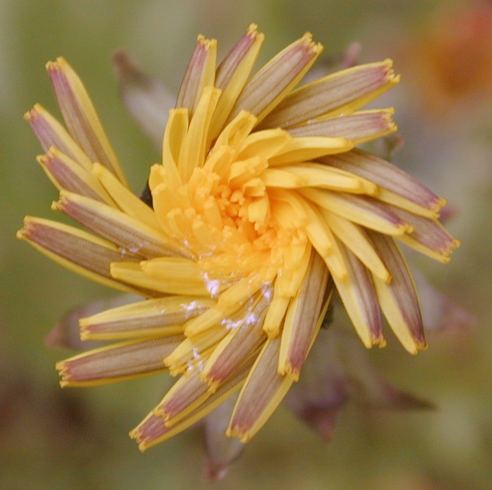 bonne nuit dans image bon nuit, jour, dimanche etc. b1flower029
