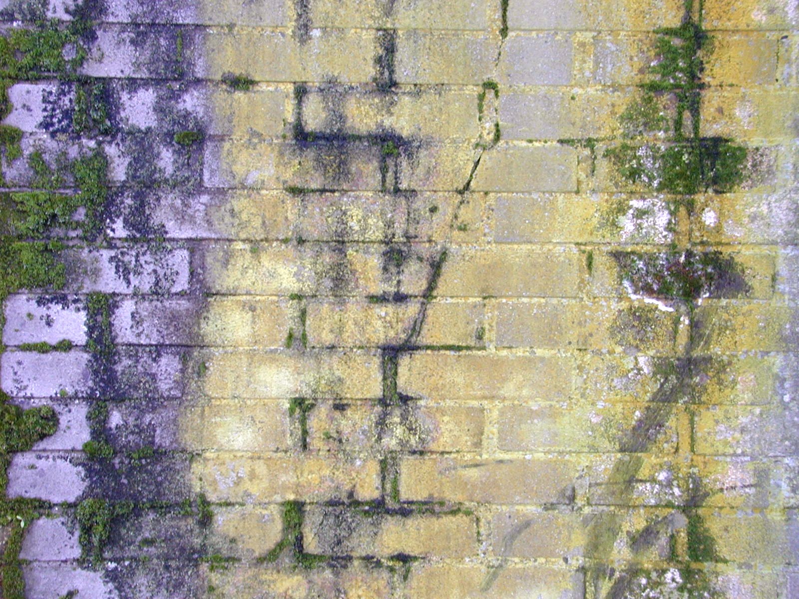 Image*After images wall bricks cement moss stones yellow fungus