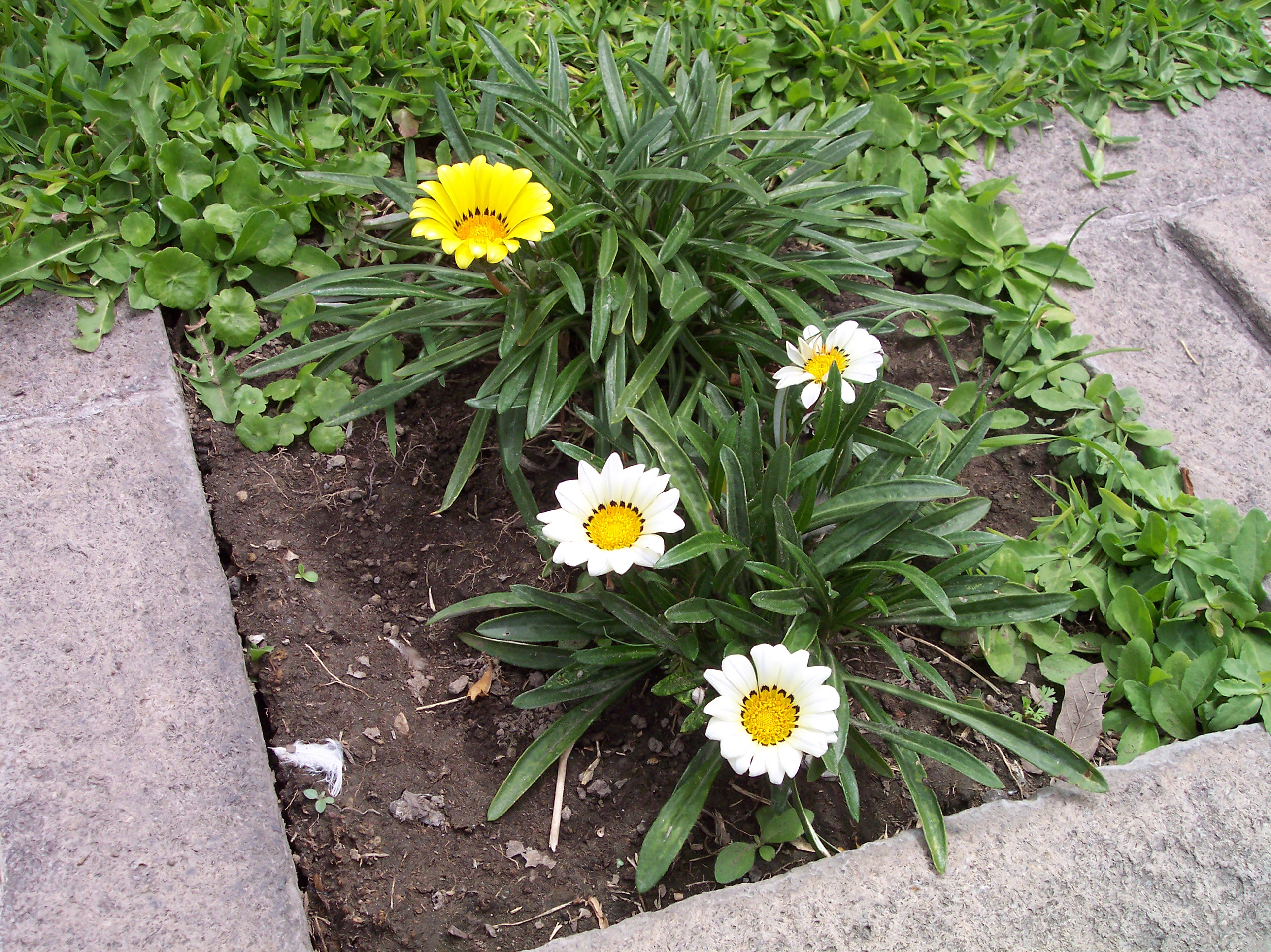 Image*After images dario flowers daisies white yellow pedals