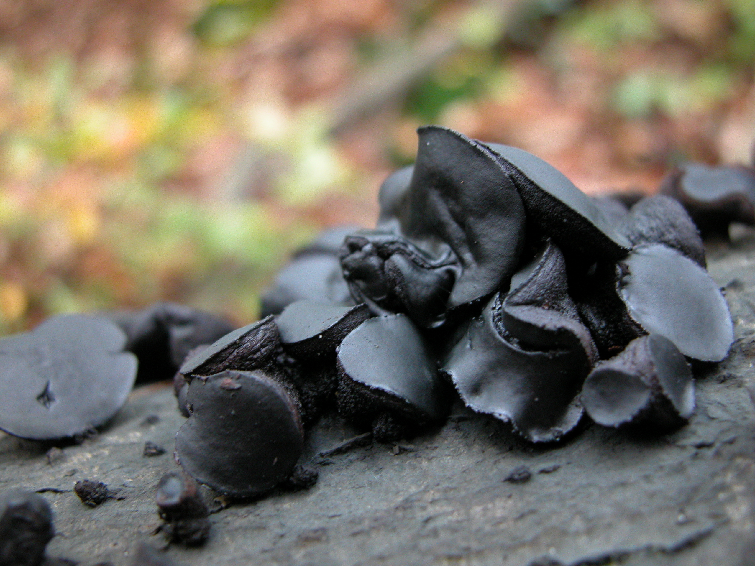 Image*After photo nature plants mushroom macro mushrooms black