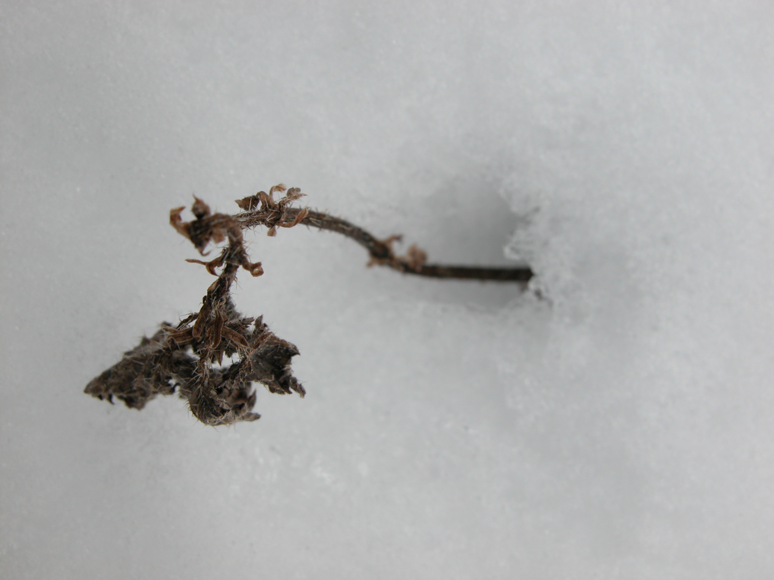 Image*After images dead plant in snow cold white frost