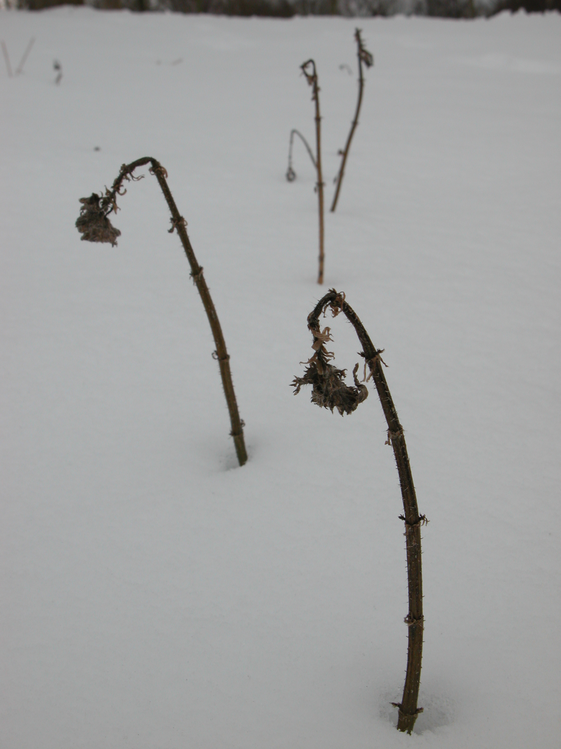 Image*After images snow plants died dead dry black twigs winter cold