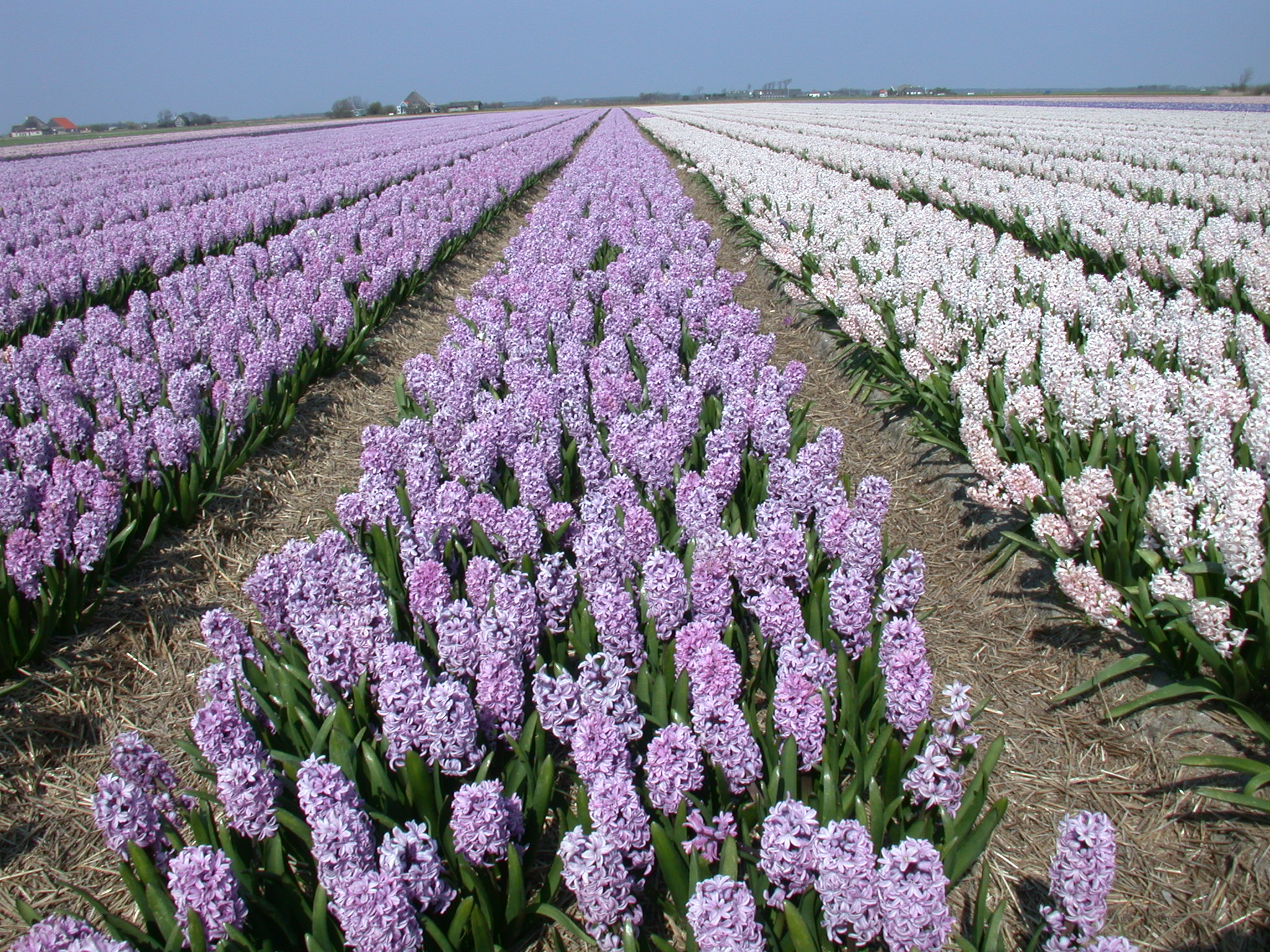 Image*After photos nature plants landscape flowerfield flowers hyacinth hyacinths holland