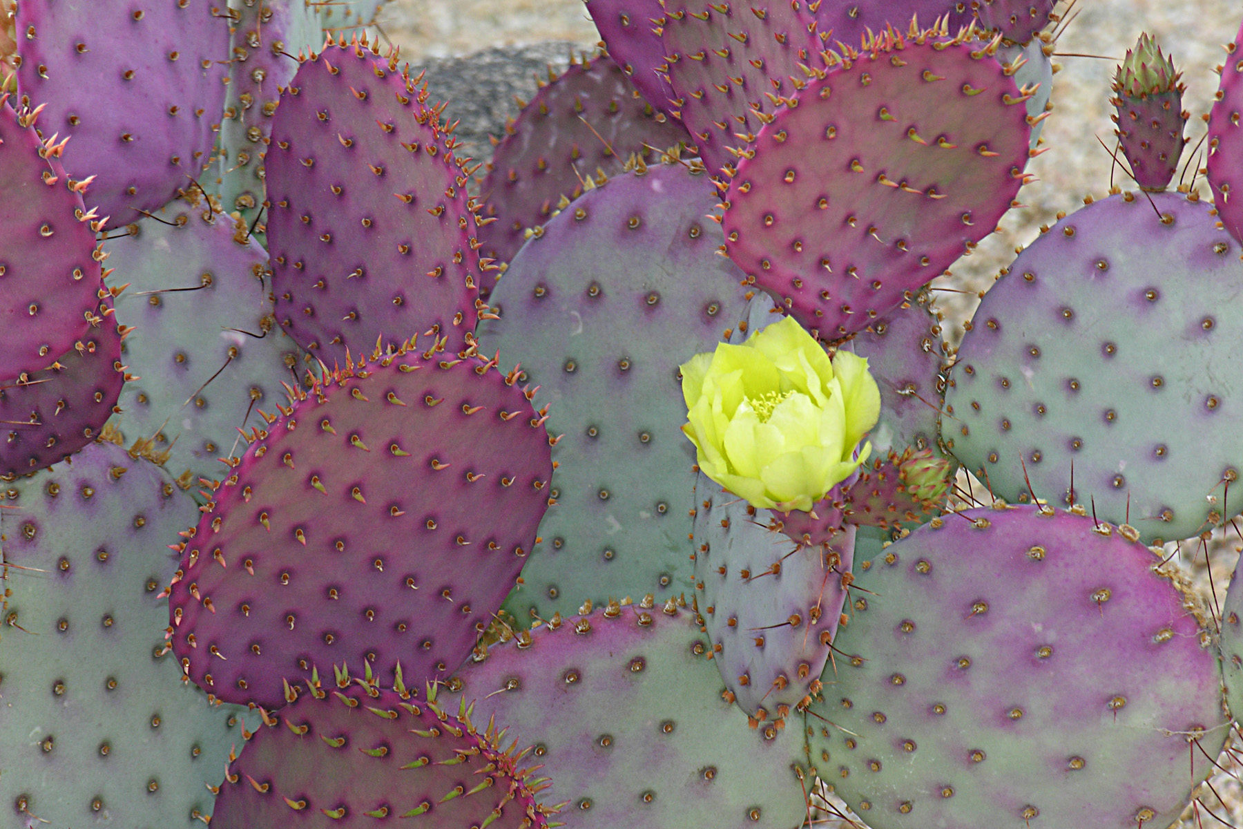 Image*After photos burns_jean cactus plant yellow flower in bloom