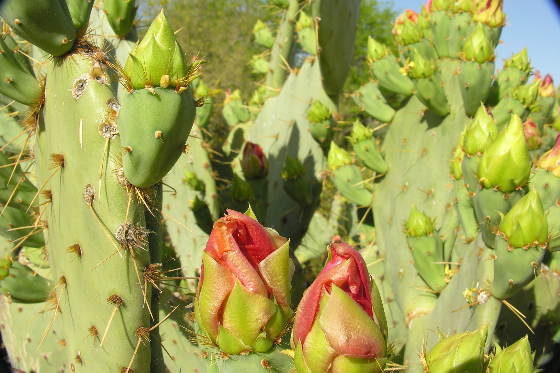 Image*After images burns_jean nature plants flower red cactus succulent