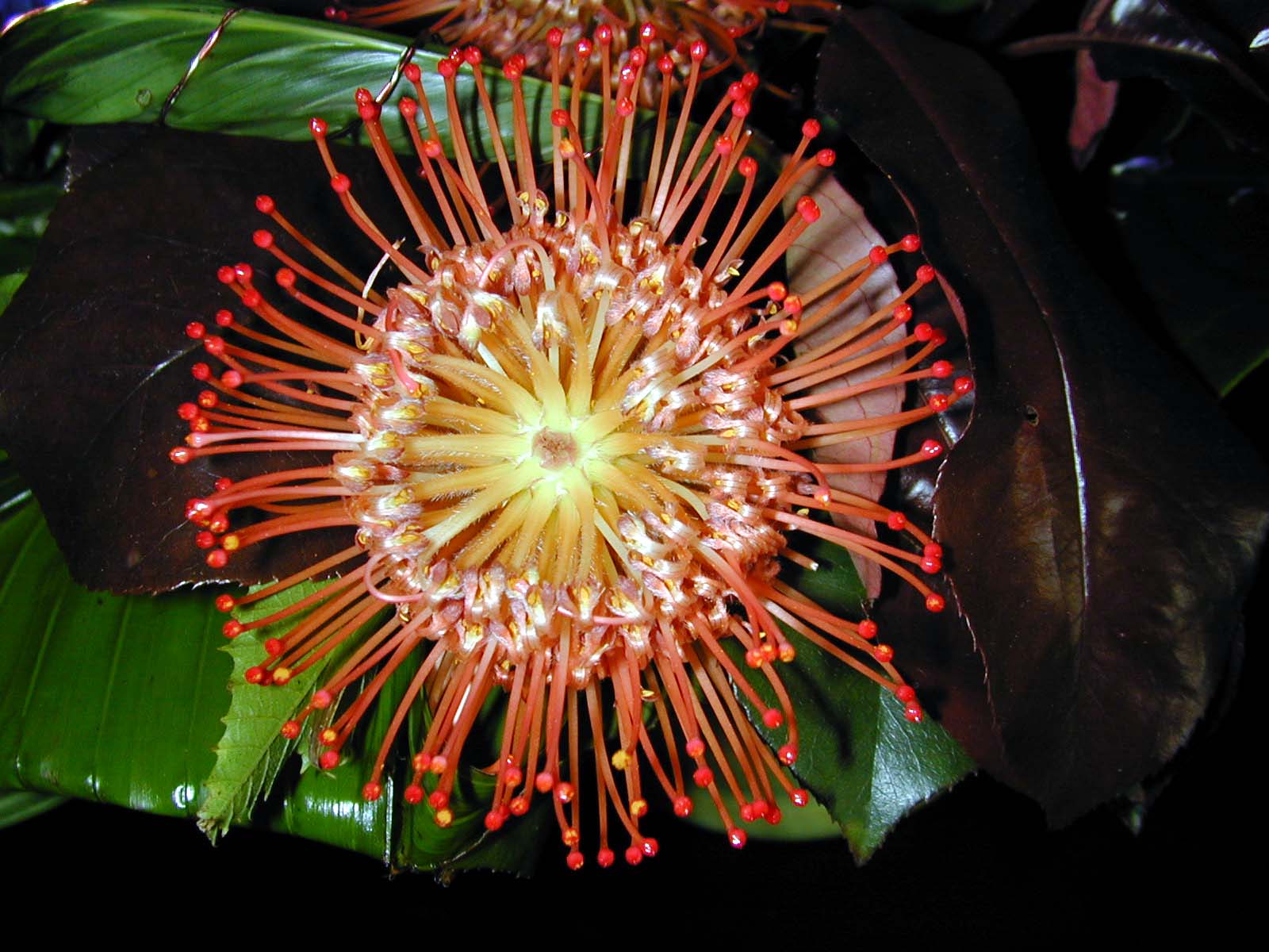 bonne nuit dans images sacrée b2flower002