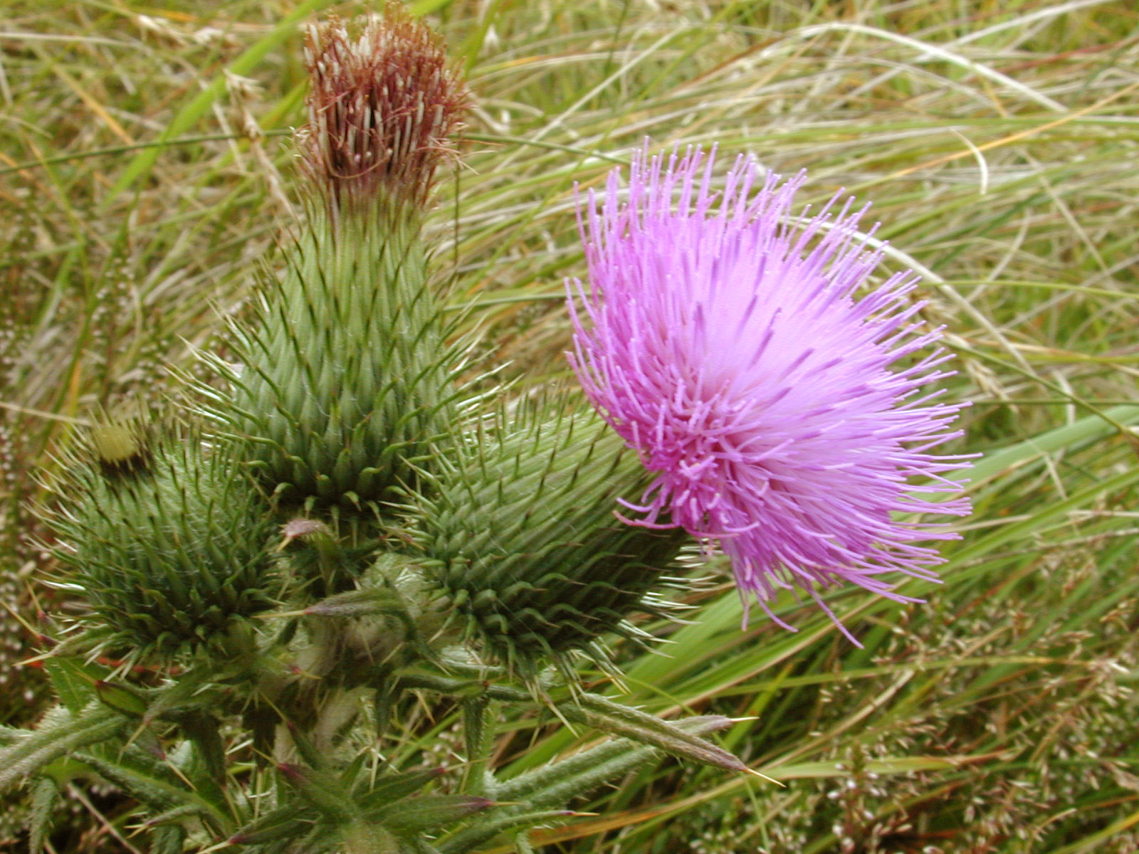 Image*After images nature plants flower purple thistle thorn thorns