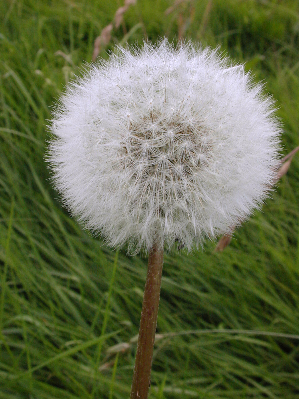 Image*After photos soft fluffy flower seeds green grass