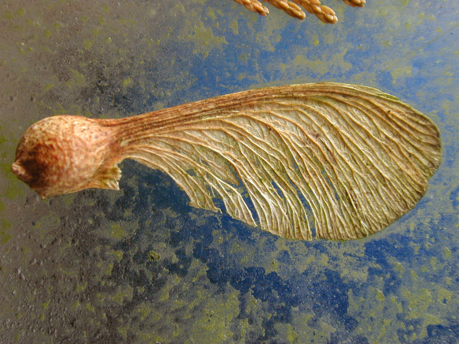 Image*After photos seed plant helicopter dry dried brown