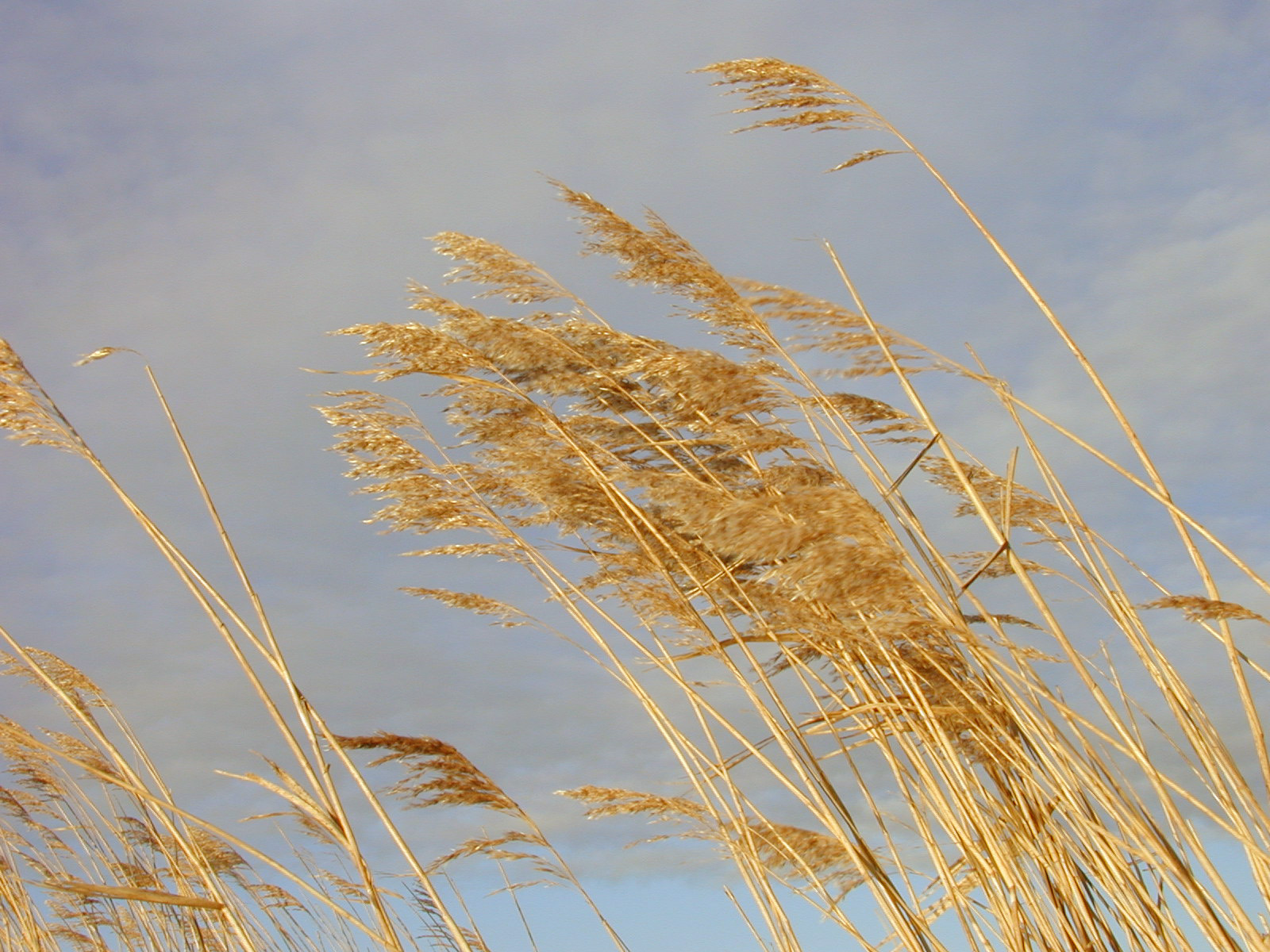 Image*After images wind sky canes cane straw winter