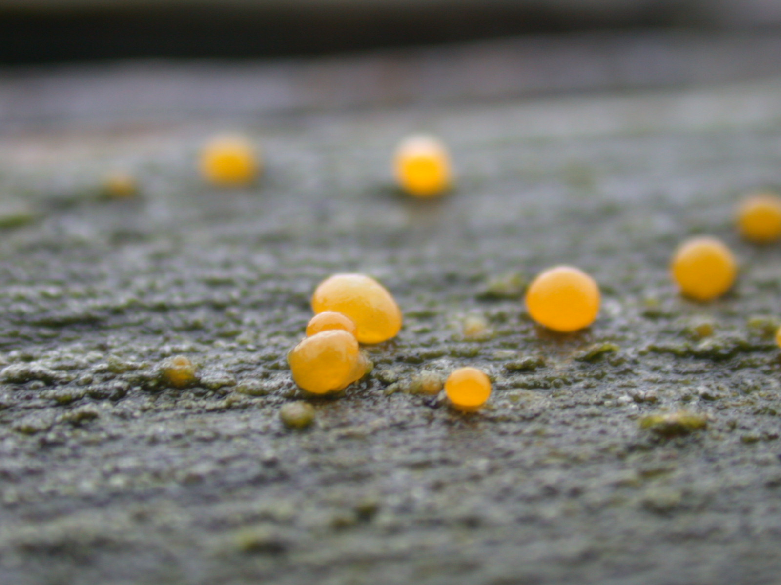 Image*After images fungus nature plants macro wood orange blob drop