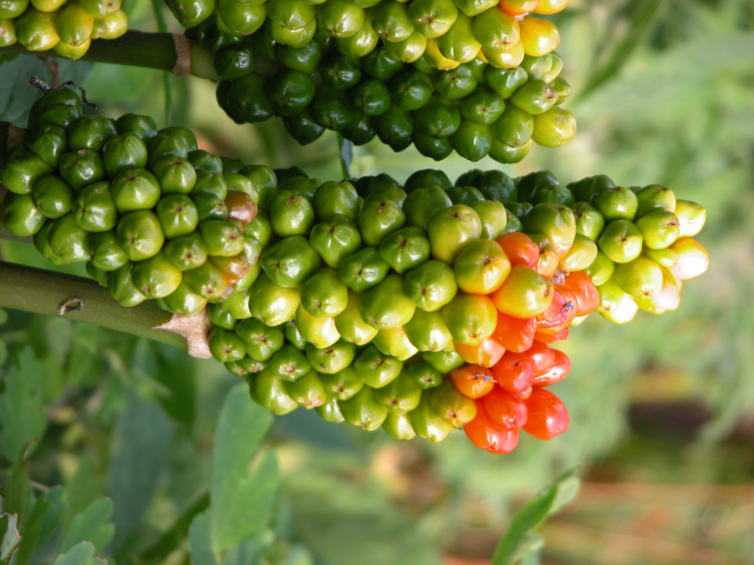 Image*After photos nature plants berry berries seed