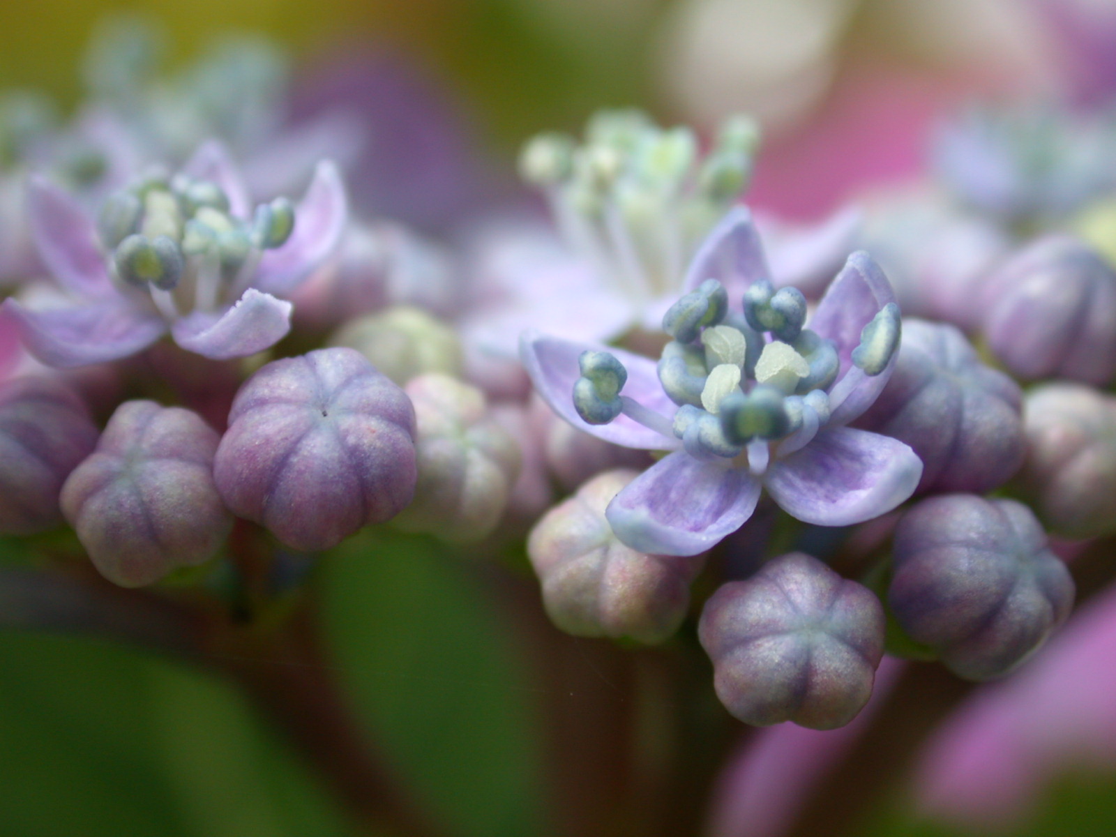 buona notte dans immagini buon...notte, giorno b5nature_plants077