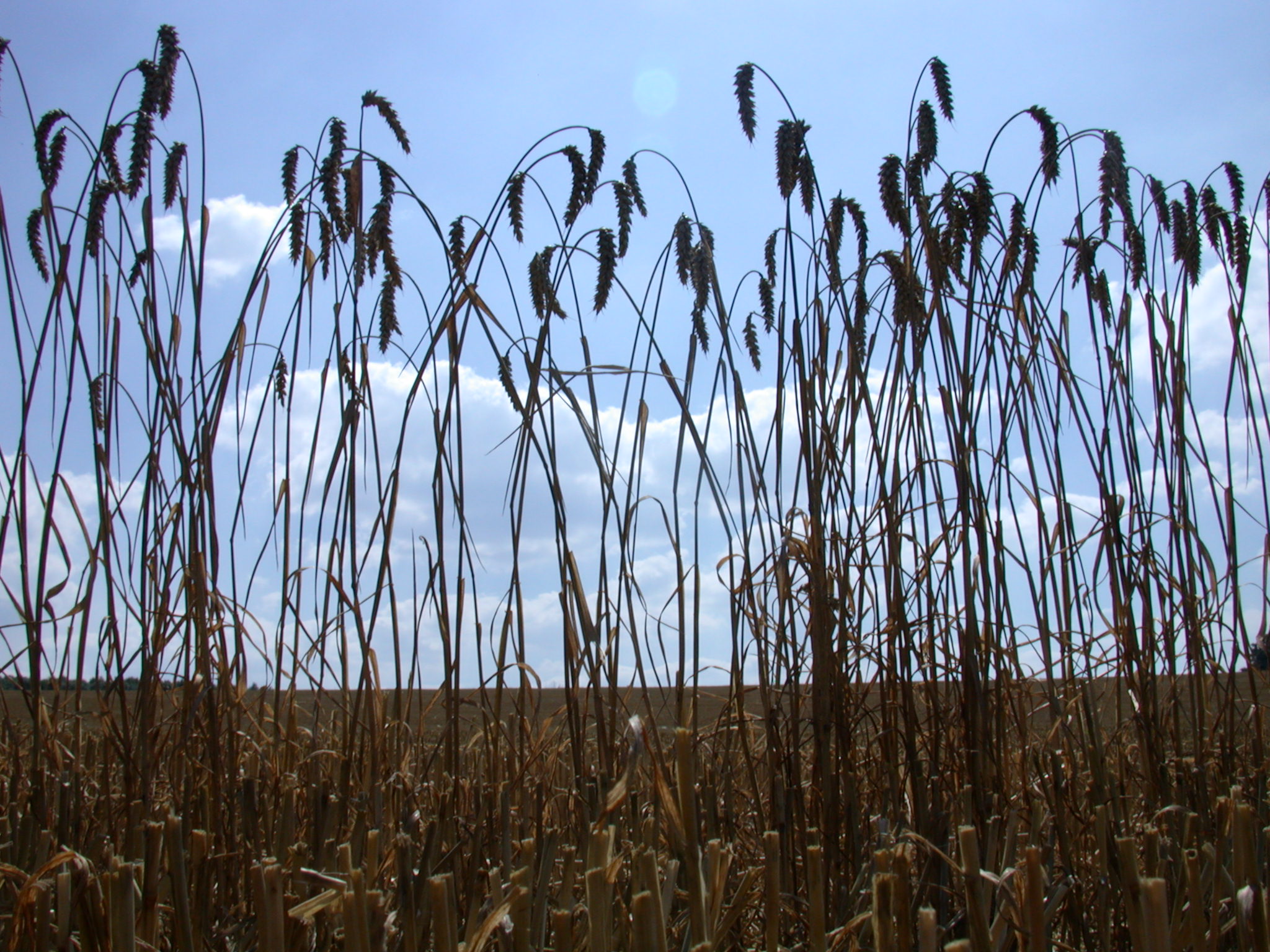 Image*After photos row of dried up corn dry bend plants food crops