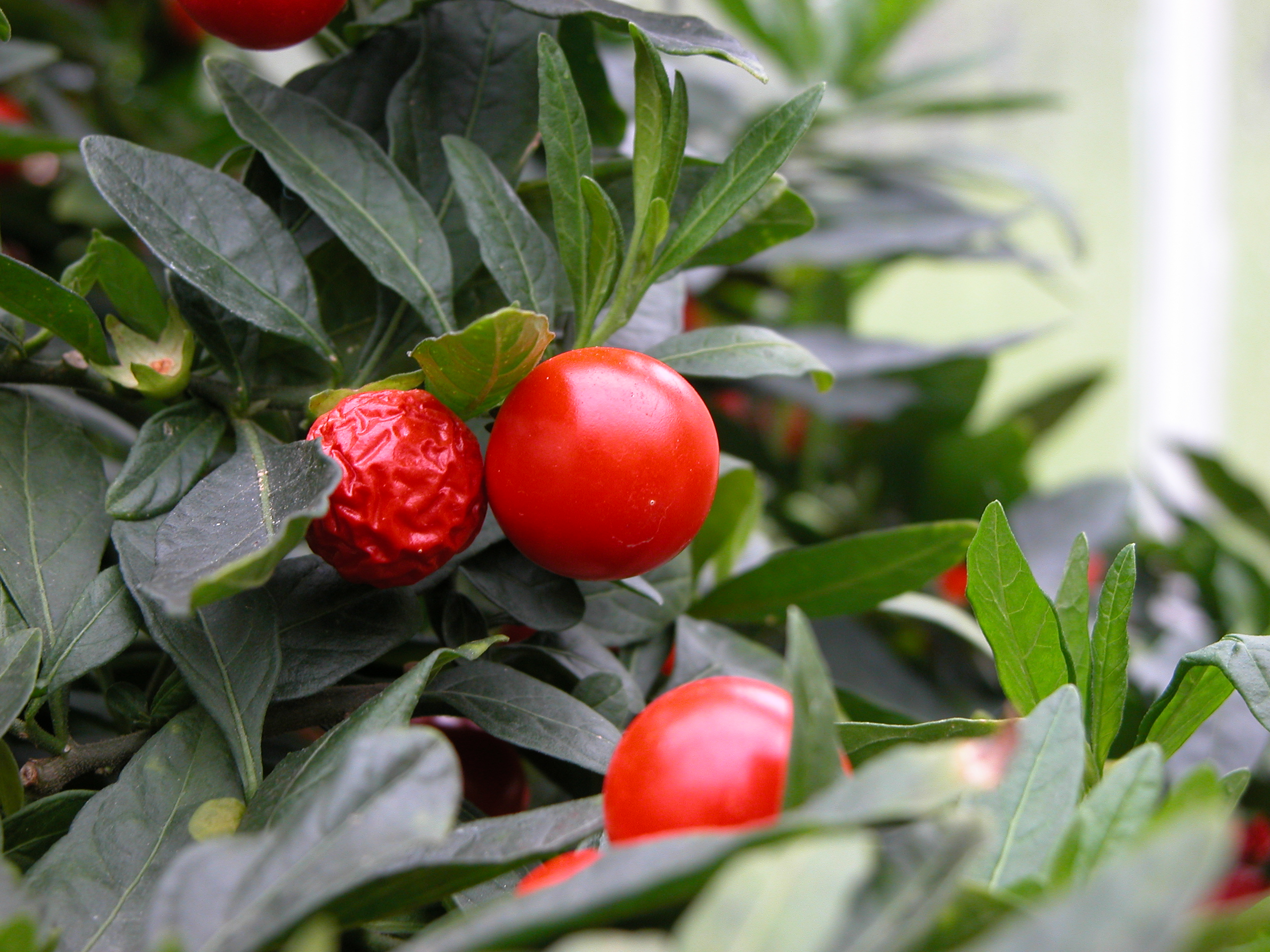 Image*After photos berry berries tomato tomatoes red green fruit
