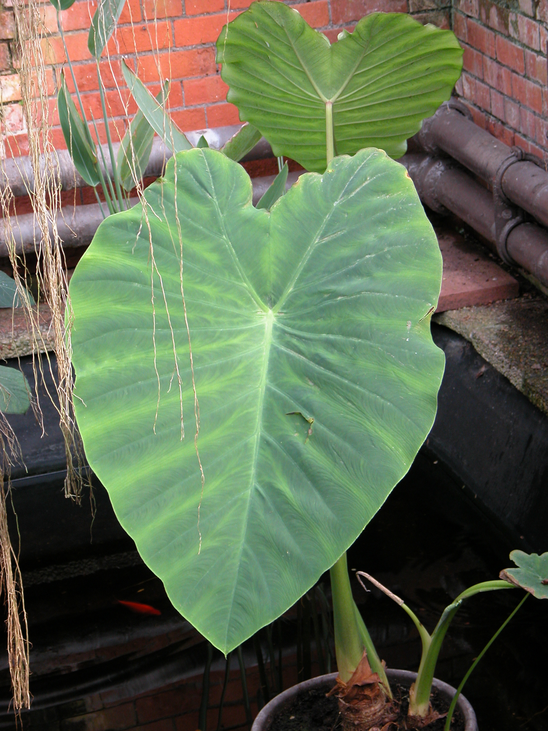 Image*After : photos : big leaf tropical plant in water green