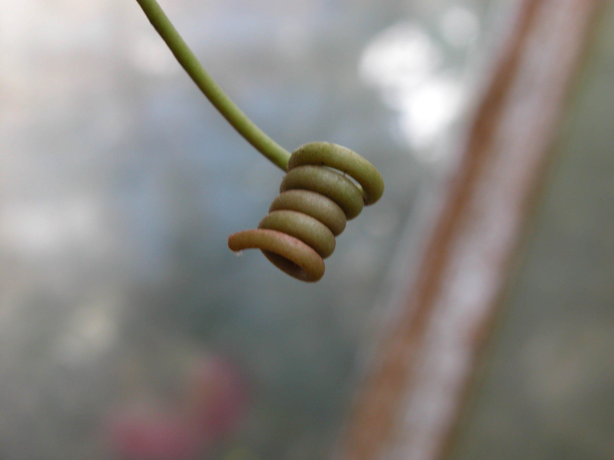 Image*After photo nature plants curl spiral vine grape