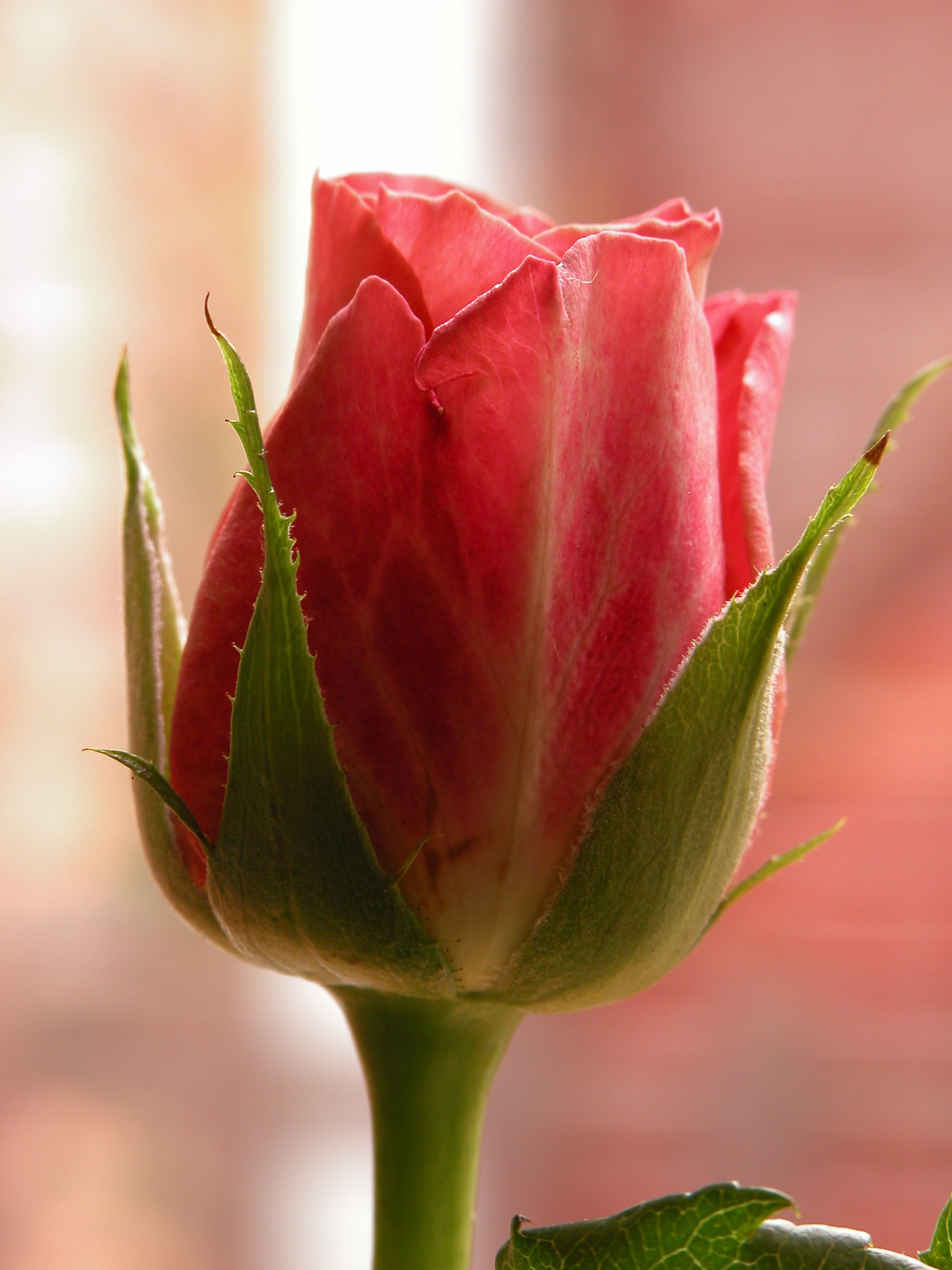 Image*After image flower rose bud rosebud red green leafs petals