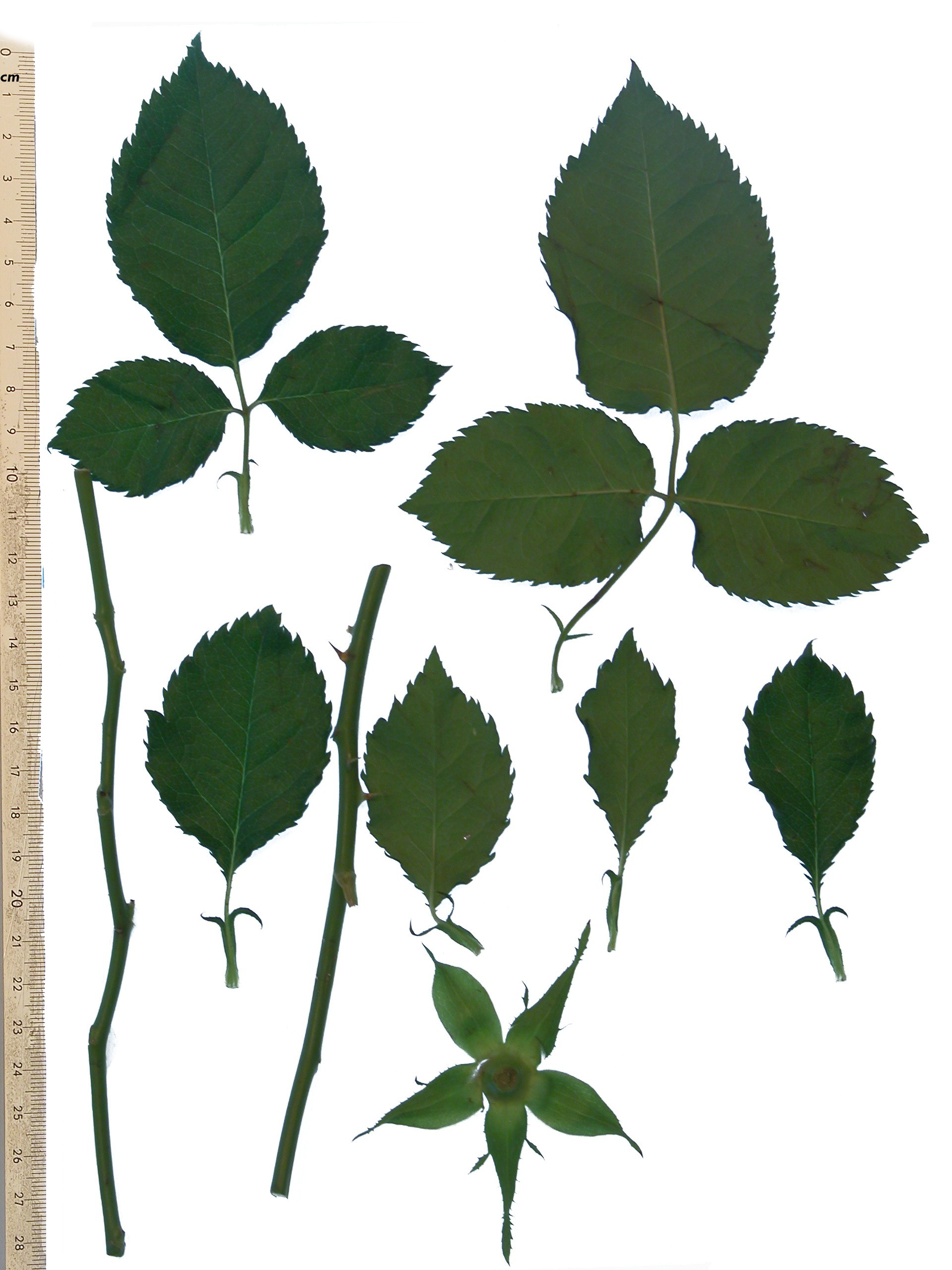 Какое расположение листьев у розы Image*After : photos : nature plants leafs rosekit rose texture ruler