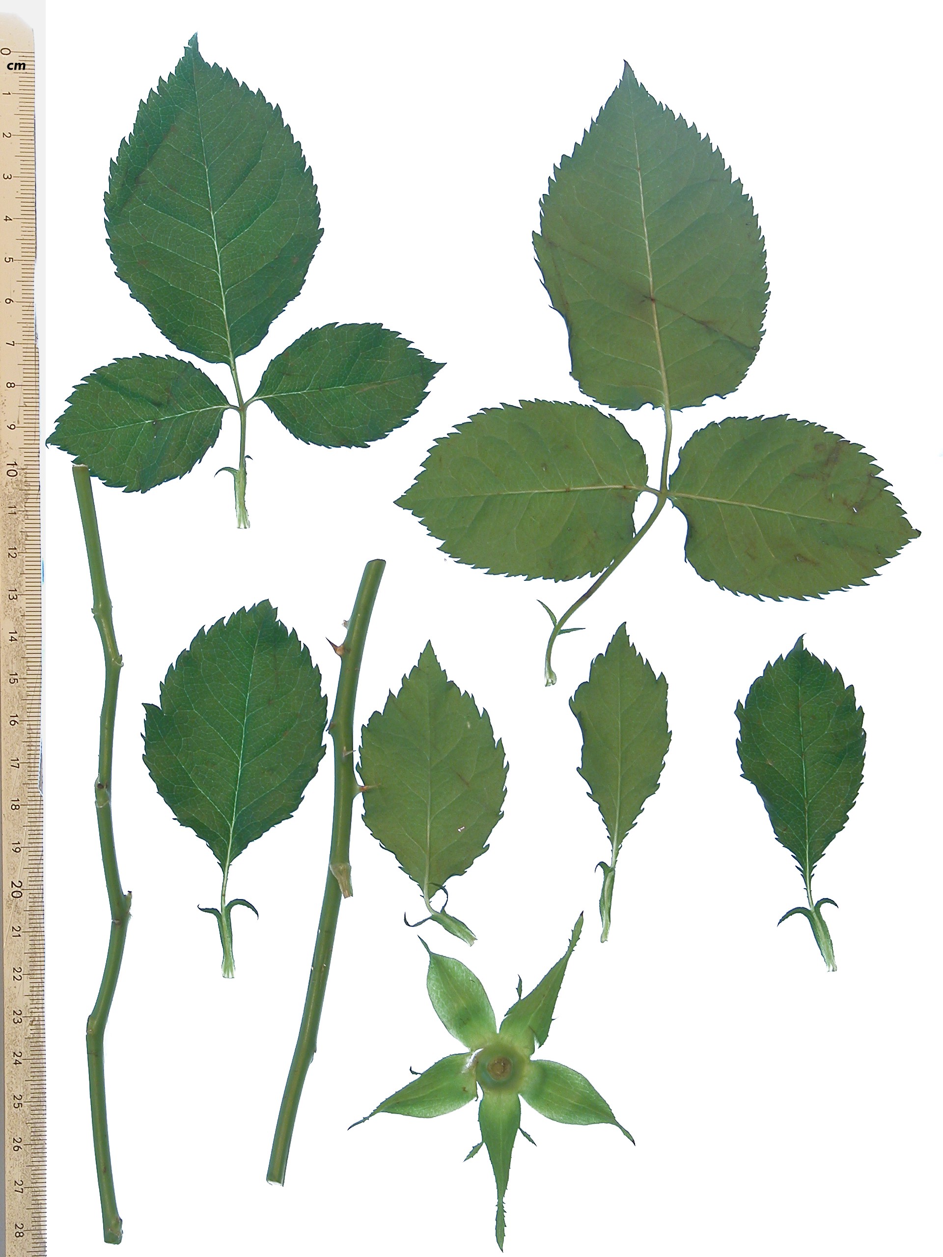 Какое расположение листьев у шиповника Image*After : photos : nature plants rose rosekit leaf leafs vein veins ruler ty