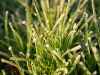 paul frozen grass blades blade cold spring